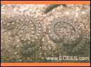 ecees001 Kopie.jpg